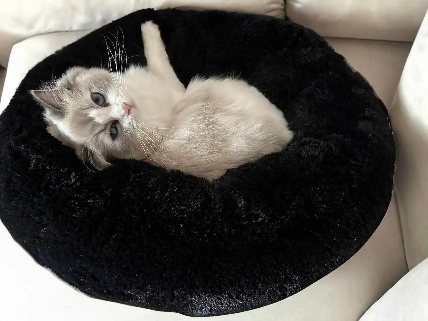 Velinda Lit Donut Nuage Chien Chat 60cm Gris