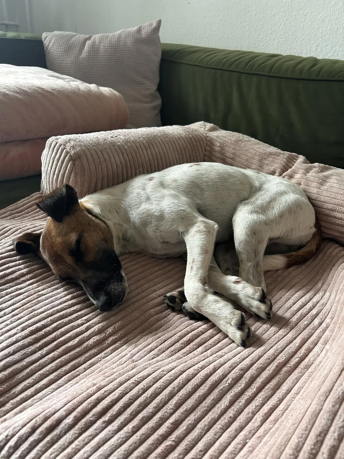 Velinda lit pour chien canapé bleu marine velours côtelé