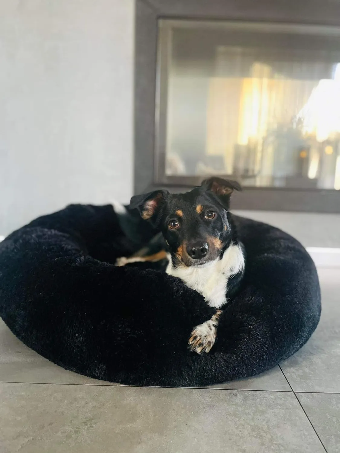 Velinda Lit Donut Nuage Chien Chat 75cm Noir