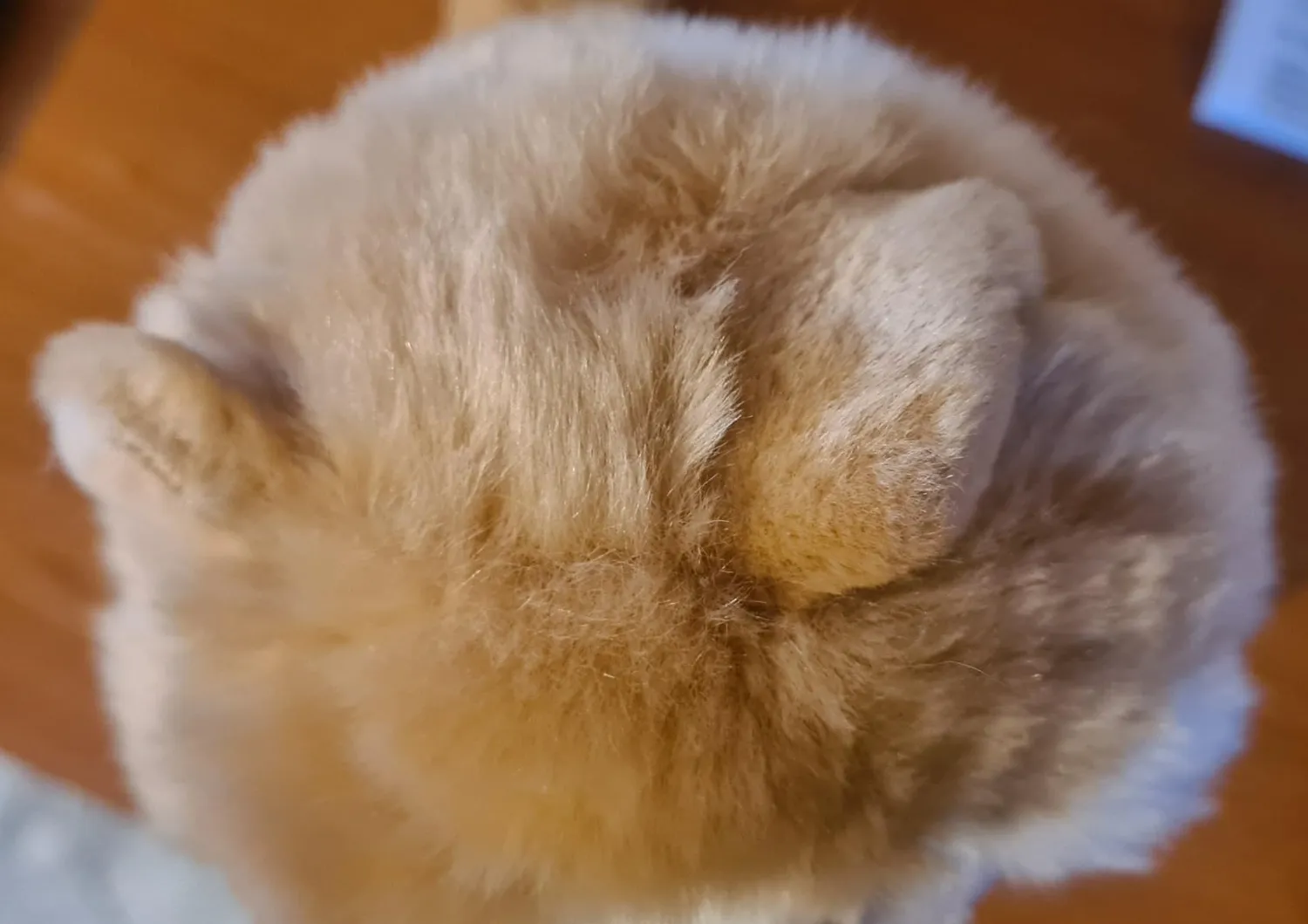 Trudi Chat Charlie TUDO9000 peluche chat M blanc orange