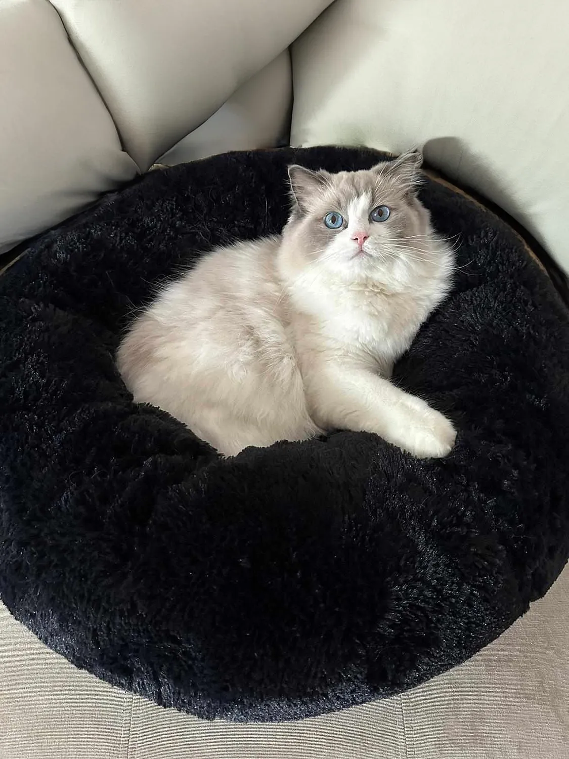 Velinda Lit Donut Nuage Chien Chat 60cm Gris
