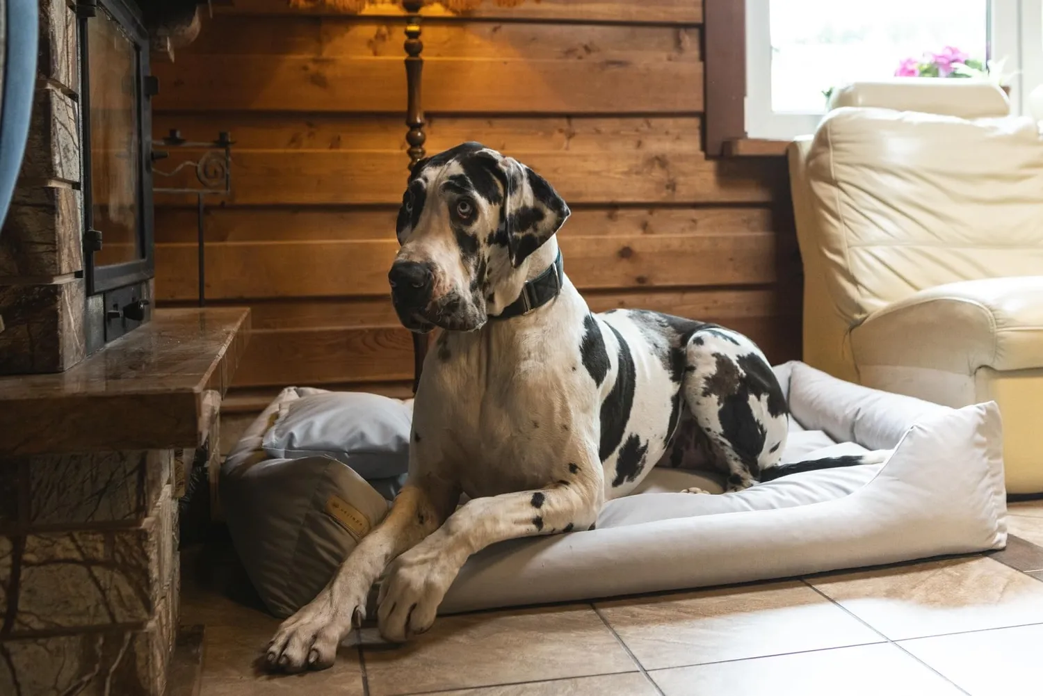 Velinda Panier Couchage Chien 120x90cm Gris Coussin